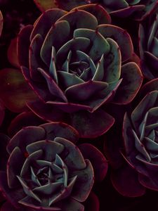 Preview wallpaper echeveria, succulents, houseplant, leaves