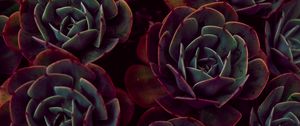 Preview wallpaper echeveria, succulents, houseplant, leaves