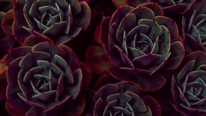 Preview wallpaper echeveria, succulents, houseplant, leaves