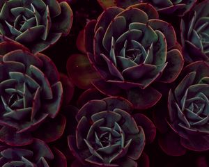 Preview wallpaper echeveria, succulents, houseplant, leaves