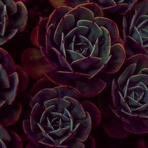 Preview wallpaper echeveria, succulents, houseplant, leaves