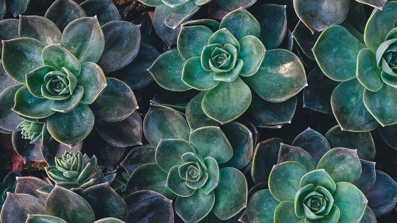 Wallpaper echeveria, succulents, plant