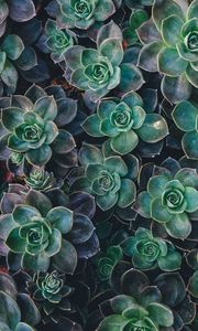 Preview wallpaper echeveria, succulents, plant