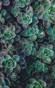 Preview wallpaper echeveria, succulents, plant