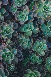 Preview wallpaper echeveria, succulents, plant