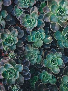 Preview wallpaper echeveria, succulents, plant