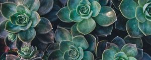 Preview wallpaper echeveria, succulents, plant