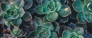 Preview wallpaper echeveria, succulents, plant