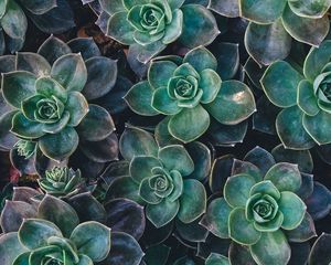 Preview wallpaper echeveria, succulents, plant