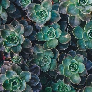 Preview wallpaper echeveria, succulents, plant