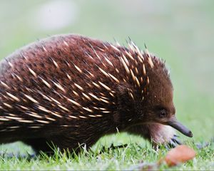 Preview wallpaper echidna, grass, leaves, thorns