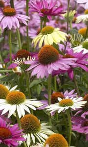 Preview wallpaper echinacea, color, colorful, flowerbed