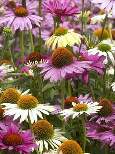 Preview wallpaper echinacea, color, colorful, flowerbed