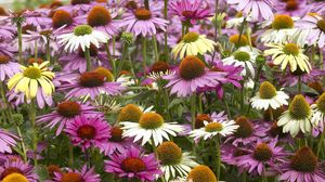 Preview wallpaper echinacea, color, colorful, flowerbed