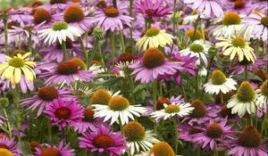 Preview wallpaper echinacea, color, colorful, flowerbed