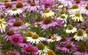 Preview wallpaper echinacea, color, colorful, flowerbed