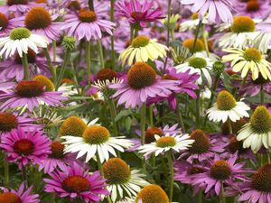 Preview wallpaper echinacea, color, colorful, flowerbed