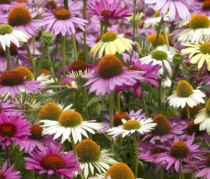 Preview wallpaper echinacea, color, colorful, flowerbed