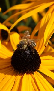 Preview wallpaper echinacea, flower, bee, pollination