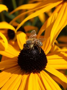 Preview wallpaper echinacea, flower, bee, pollination