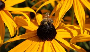 Preview wallpaper echinacea, flower, bee, pollination