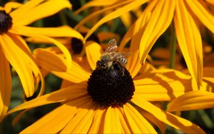 Preview wallpaper echinacea, flower, bee, pollination
