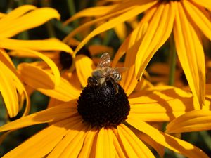 Preview wallpaper echinacea, flower, bee, pollination