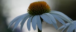 Preview wallpaper echinacea, flower, blur, petals, macro