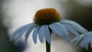 Preview wallpaper echinacea, flower, blur, petals, macro