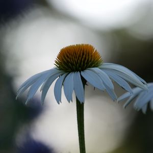 Preview wallpaper echinacea, flower, blur, petals, macro