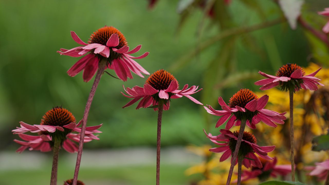 Wallpaper echinacea, flower, macro, petals, blur