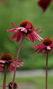 Preview wallpaper echinacea, flower, macro, petals, blur