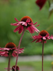 Preview wallpaper echinacea, flower, macro, petals, blur