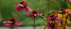 Preview wallpaper echinacea, flower, macro, petals, blur