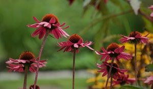 Preview wallpaper echinacea, flower, macro, petals, blur