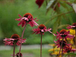 Preview wallpaper echinacea, flower, macro, petals, blur