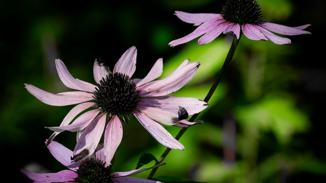 Wallpaper echinacea, flower, petals, blur, purple