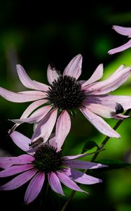 Preview wallpaper echinacea, flower, petals, blur, purple