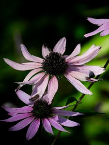 Preview wallpaper echinacea, flower, petals, blur, purple