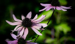 Preview wallpaper echinacea, flower, petals, blur, purple