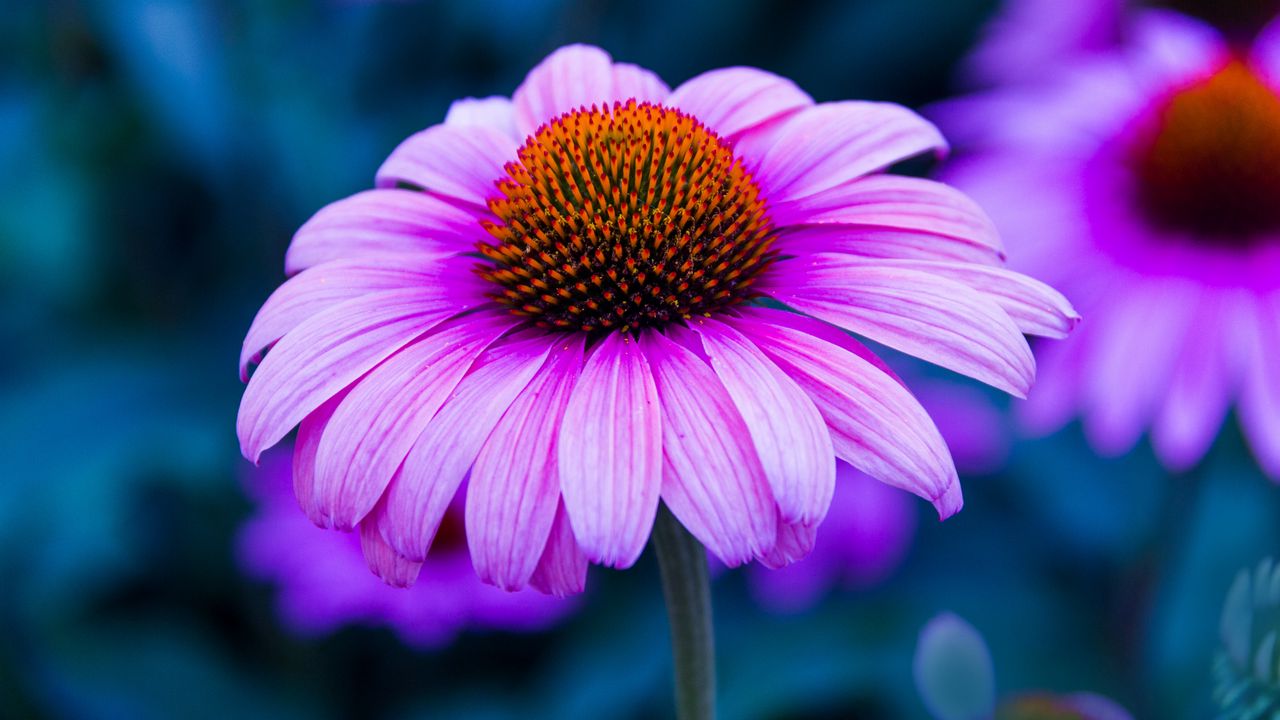 Wallpaper echinacea, flower, petals