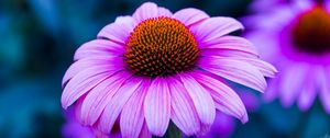 Preview wallpaper echinacea, flower, petals