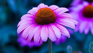 Preview wallpaper echinacea, flower, petals