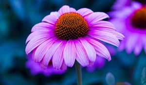 Preview wallpaper echinacea, flower, petals