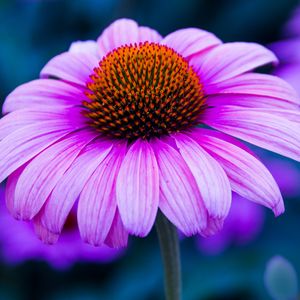 Preview wallpaper echinacea, flower, petals