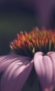 Preview wallpaper echinacea, flower, petals, macro