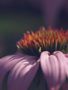 Preview wallpaper echinacea, flower, petals, macro