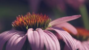 Preview wallpaper echinacea, flower, petals, macro