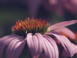 Preview wallpaper echinacea, flower, petals, macro