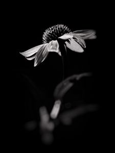 Preview wallpaper echinacea, flower, petals, macro, black and white